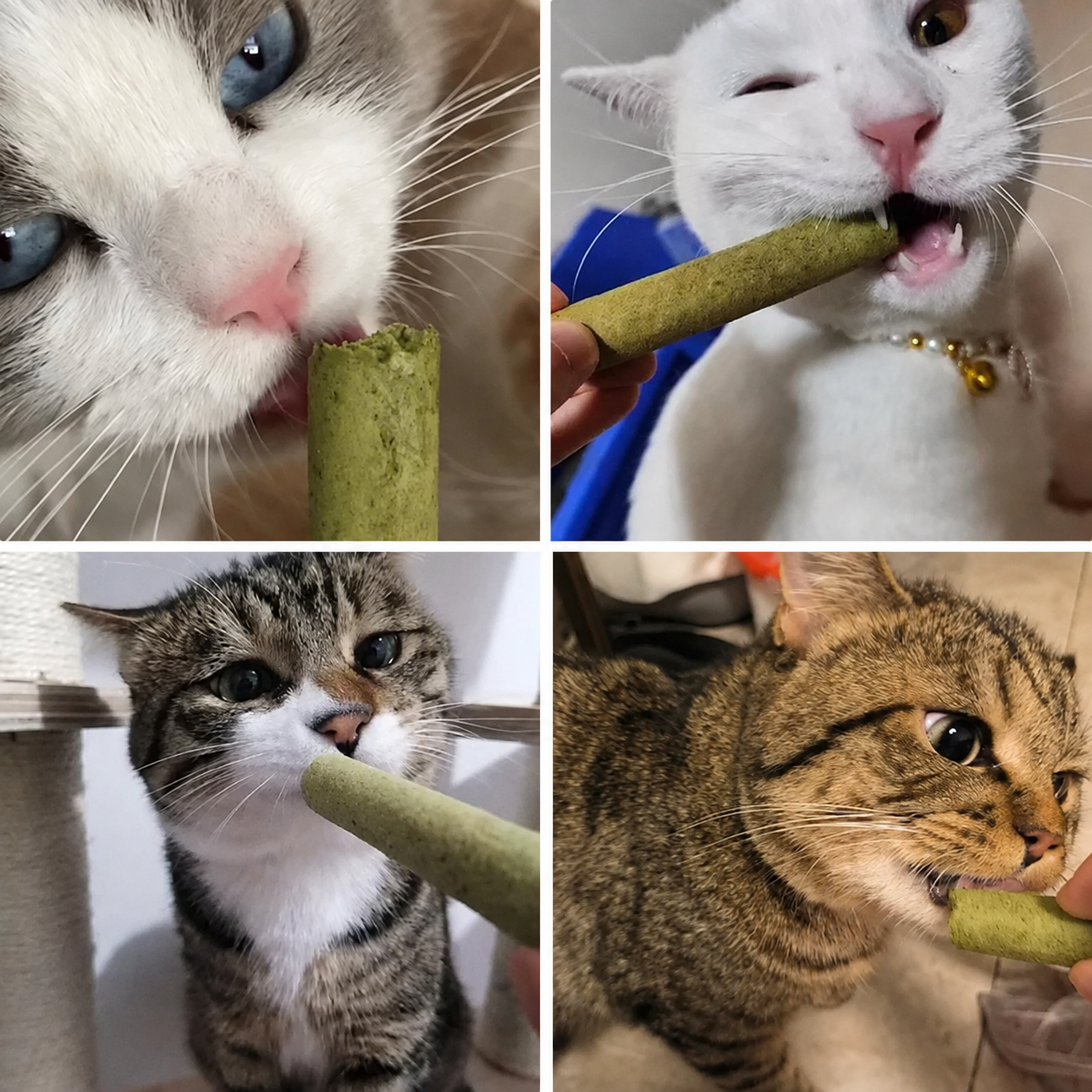Michi Sticks | Sticks Dentales & Digestivos para Gatos